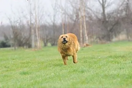 TEDDY - big miś do pokochania,  mazowieckie Warsza