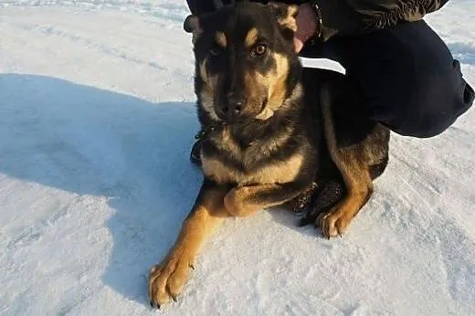 Fifi 8 miesięczny psiak szuka kochającego domku na