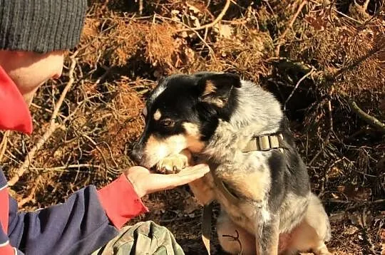 Nietypowo umaszczony Lopez, kochany psiak szuka do
