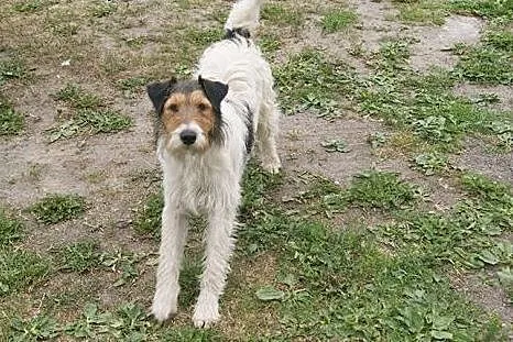 Młody, przyjazny Fafik w typie terriera, mądrala s