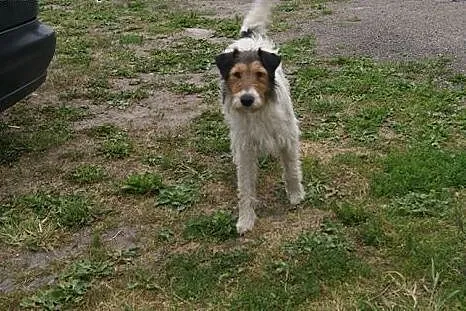 Młody, przyjazny Fafik w typie terriera, mądrala s