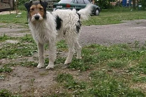 Młody, przyjazny Fafik w typie terriera, mądrala s