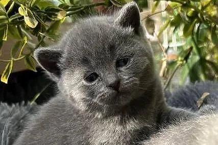 Blue boy słodkie brytyjskie kocurki