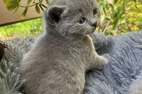 Blue boy słodkie brytyjskie kocurki, Łódzkie, Piorunówek