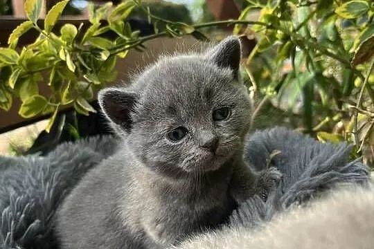 Blue boy słodkie brytyjskie kocurki, Łódzkie, Piorunówek