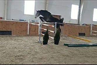 AQHA Sprzedam, , Drezdenko