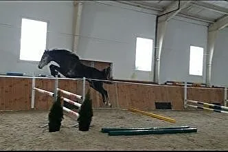 AQHA Sprzedam, , Drezdenko