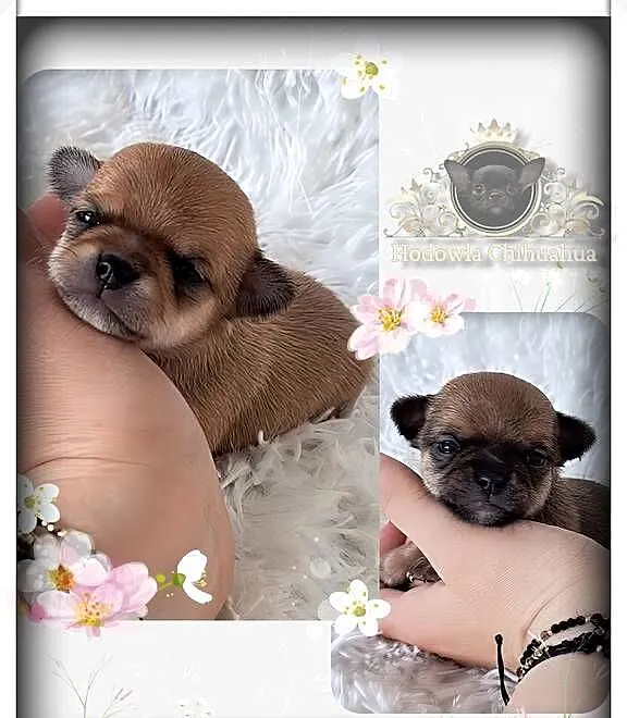 Mini pieski Chihuahua, Wielkopolskie, Poznań