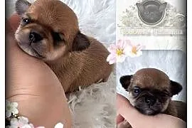 Mini pieski Chihuahua