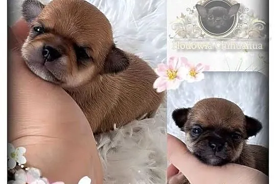 Mini pieski Chihuahua, Wielkopolskie, Poznań