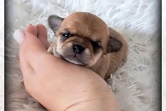 Mini pieski Chihuahua, Wielkopolskie, Poznań