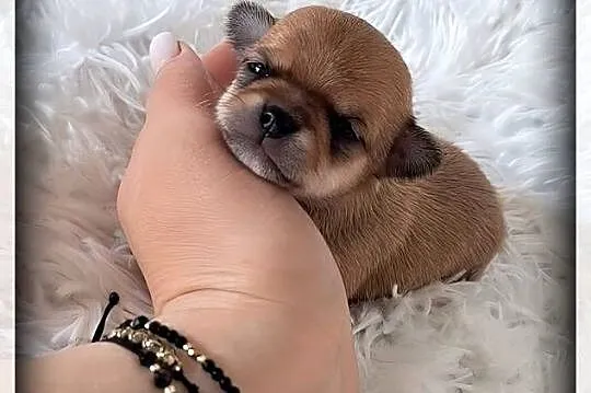 Mini pieski Chihuahua, Wielkopolskie, Poznań