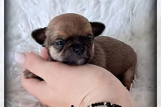 Mini pieski Chihuahua, Wielkopolskie, Poznań