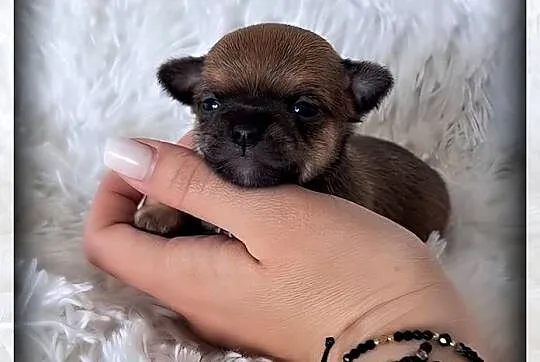 Mini pieski Chihuahua, Wielkopolskie, Poznań