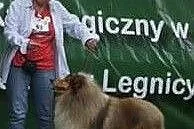 Owczarek Szkocki Długowłosy &#8211; szczenięta