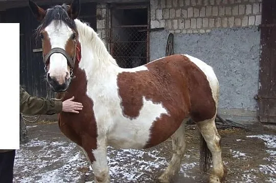 Sprzedam klacz srokatą żrebna!