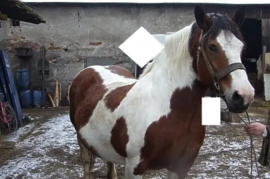 Sprzedam klacz srokatą żrebna!