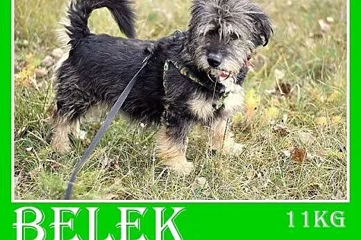11kg,wesoły,przyjazny,kudłaty,mały piesek BELEK.Adopcja,  małopolskie Kraków