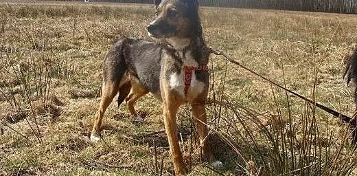 Jedynym miejscem jakie zna KALI jest schronisko-do