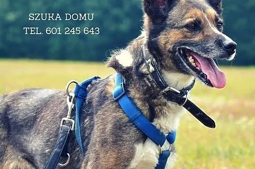 Jedynym miejscem jakie zna KALI jest schronisko-do