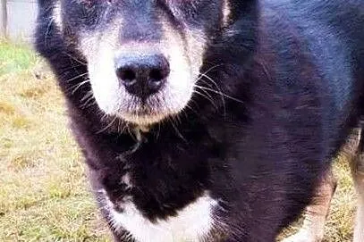 FRANK - traci wzrok, od 5 lat gnije w schronisku, błaga o dom