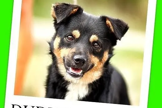 8 kg,młody 1,5 roczny,towarzyski,łagodny piesek DUDUŚ>Adopcja,  małopolskie Kraków