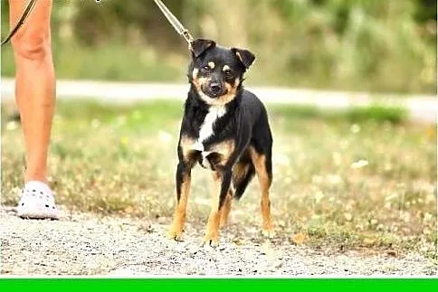 8 kg,młody 1,5 roczny,towarzyski,łagodny piesek DU