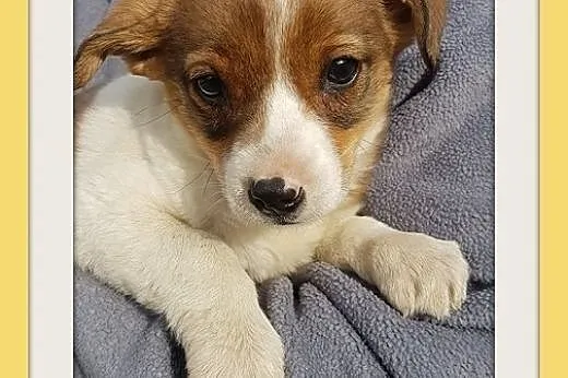 2,5 mies. szczeniak,suczka średnia z domu tymczas.ADOPCJA,  śląskie Katowice