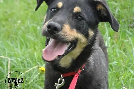 Tutuś młody miły pies czeka na nowy dom ADOPCJA ŁT