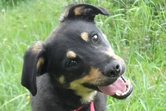 Tutuś młody miły pies czeka na nowy dom ADOPCJA ŁT