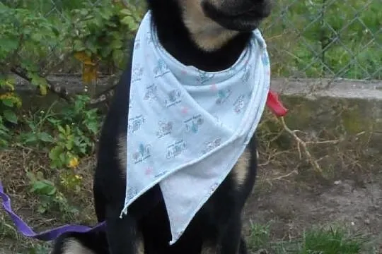Tutuś młody miły pies czeka na nowy dom ADOPCJA ŁT