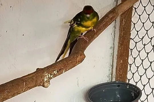 Papuga kozia samica, Wielkopolskie, Jarogniewice