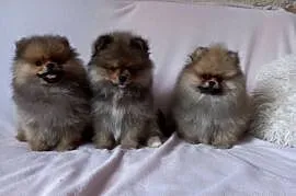 Szpic miniaturowy pomeranian suczka