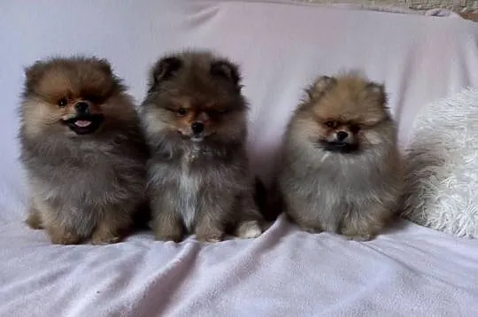 Szpic miniaturowy pomeranian suczka