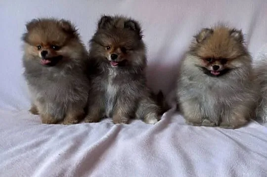 Szpic miniaturowy pomeranian suczka, Wielkopolskie, Wągrowiec