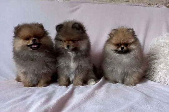 Szpic miniaturowy pomeranian suczka, Wielkopolskie, Wągrowiec