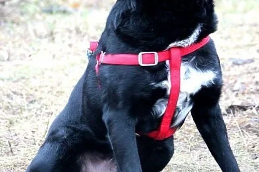 Harley- spokojny psiak, chciałby abyś go pokochał!