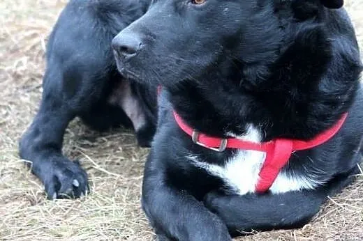 Harley- spokojny psiak, chciałby abyś go pokochał!