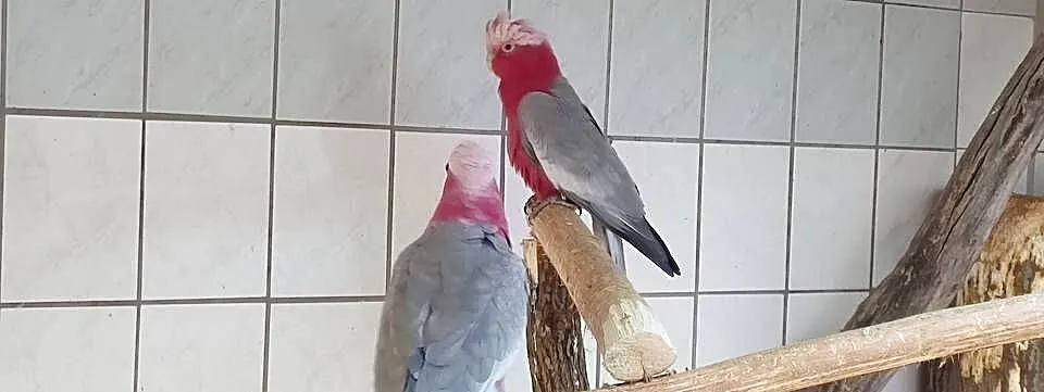 Kakadu rozowe Para po lęgu, Śląskie, Gierałtowice