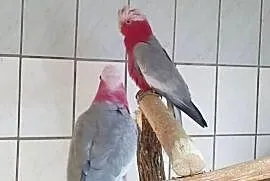 Kakadu rozowe Para po lęgu