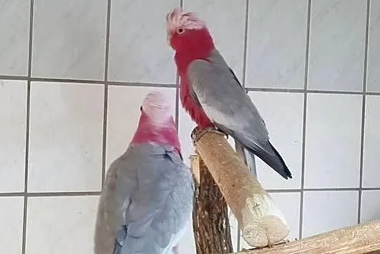 Kakadu rozowe Para po lęgu, Śląskie, Gierałtowice