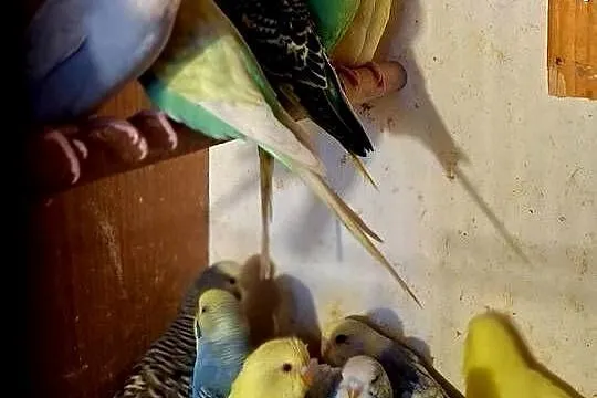 Piękne papuzki  faliste  i tęczowe