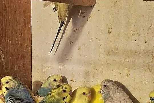 Piękne papuzki  faliste  i tęczowe, Śląskie, Rybnik