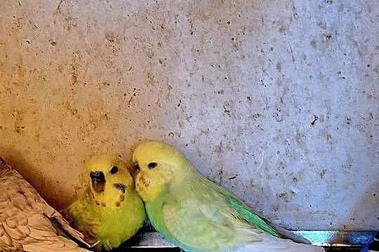 Piękne papuzki  faliste  i tęczowe, Śląskie, Rybnik