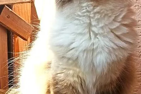 Kotka ragdoll, Kujawsko-pomorskie, Inowrocław