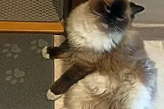 Kotka ragdoll, Kujawsko-pomorskie, Inowrocław