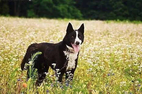 Karolek szuka domu - cudowna ŁAJKA do adopcji,  Ku