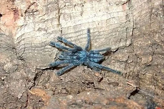 Pająk ptasznik Caribena laeta L3