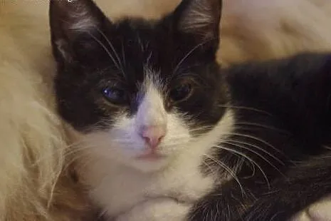 Półroczny kocurek Cookie adopcja,  śląskie Zabrze