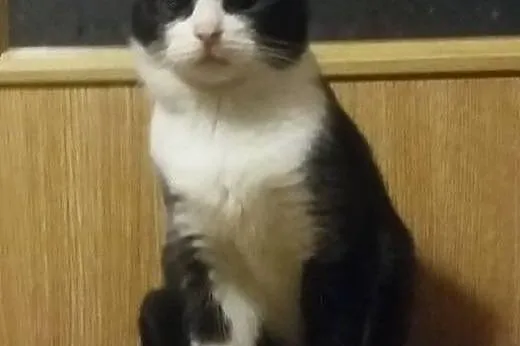 Półroczny kocurek Cookie adopcja,  śląskie Zabrze